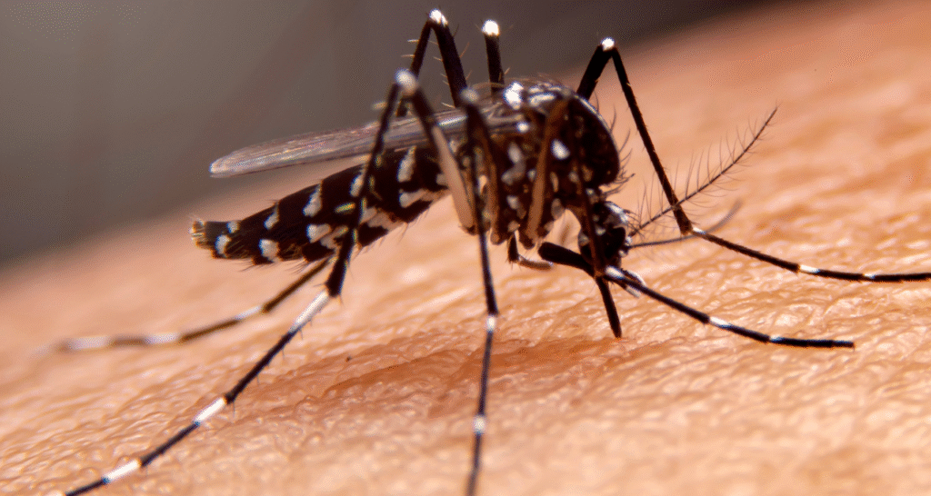 Chikungunya a Imperia al via la disinfestazione per contenere il contagio